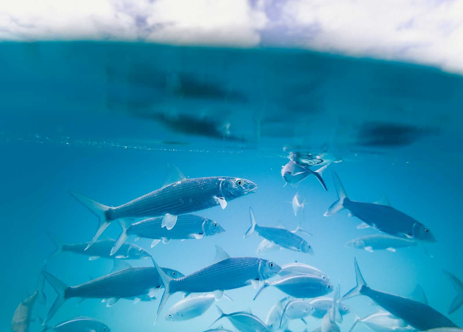 🎣Device Code Phishing Mitigations🦈
