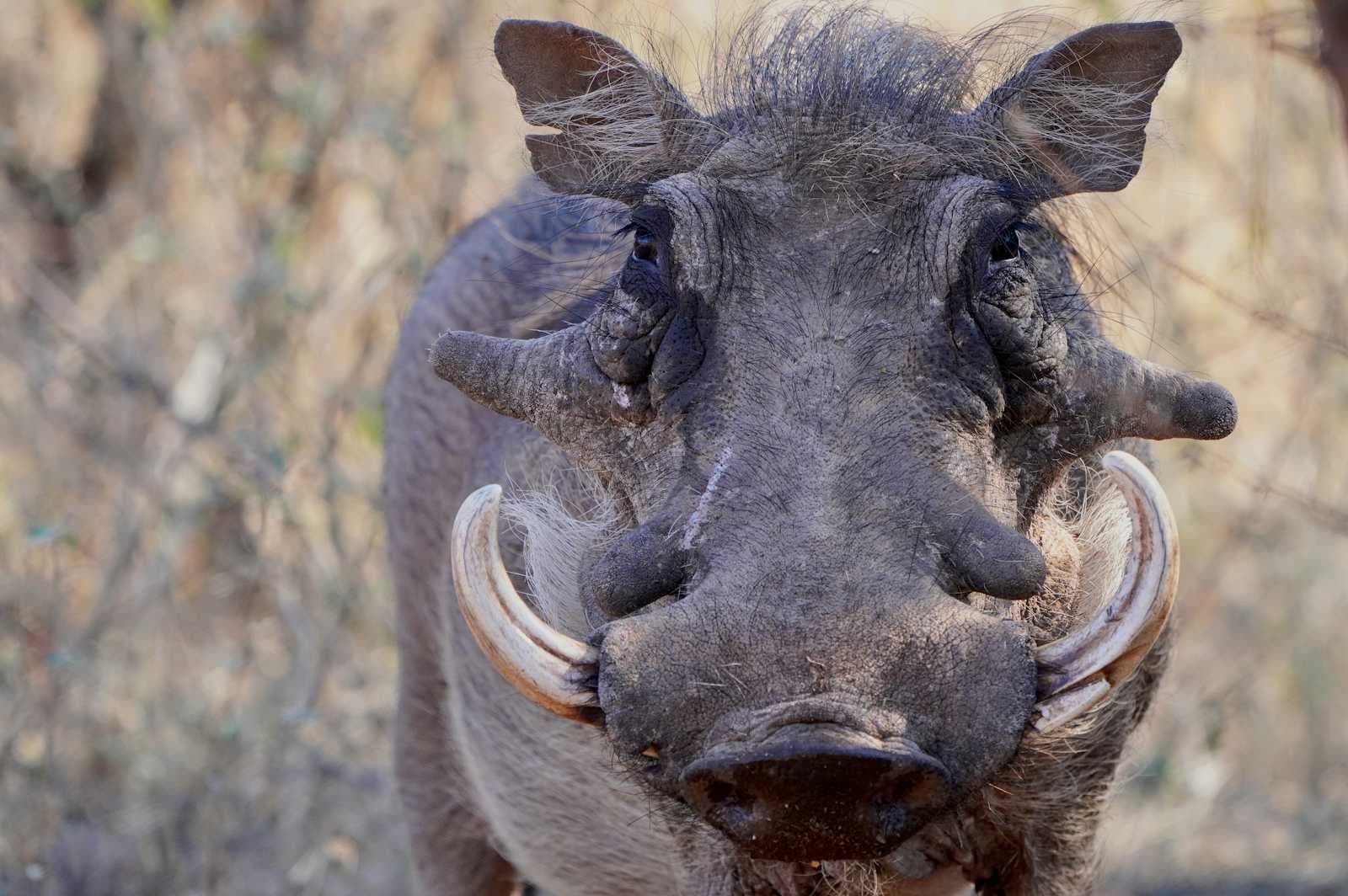 ⚙️Embracing Automation | The Elusive Quest for Mzanzi Techies 🏗️