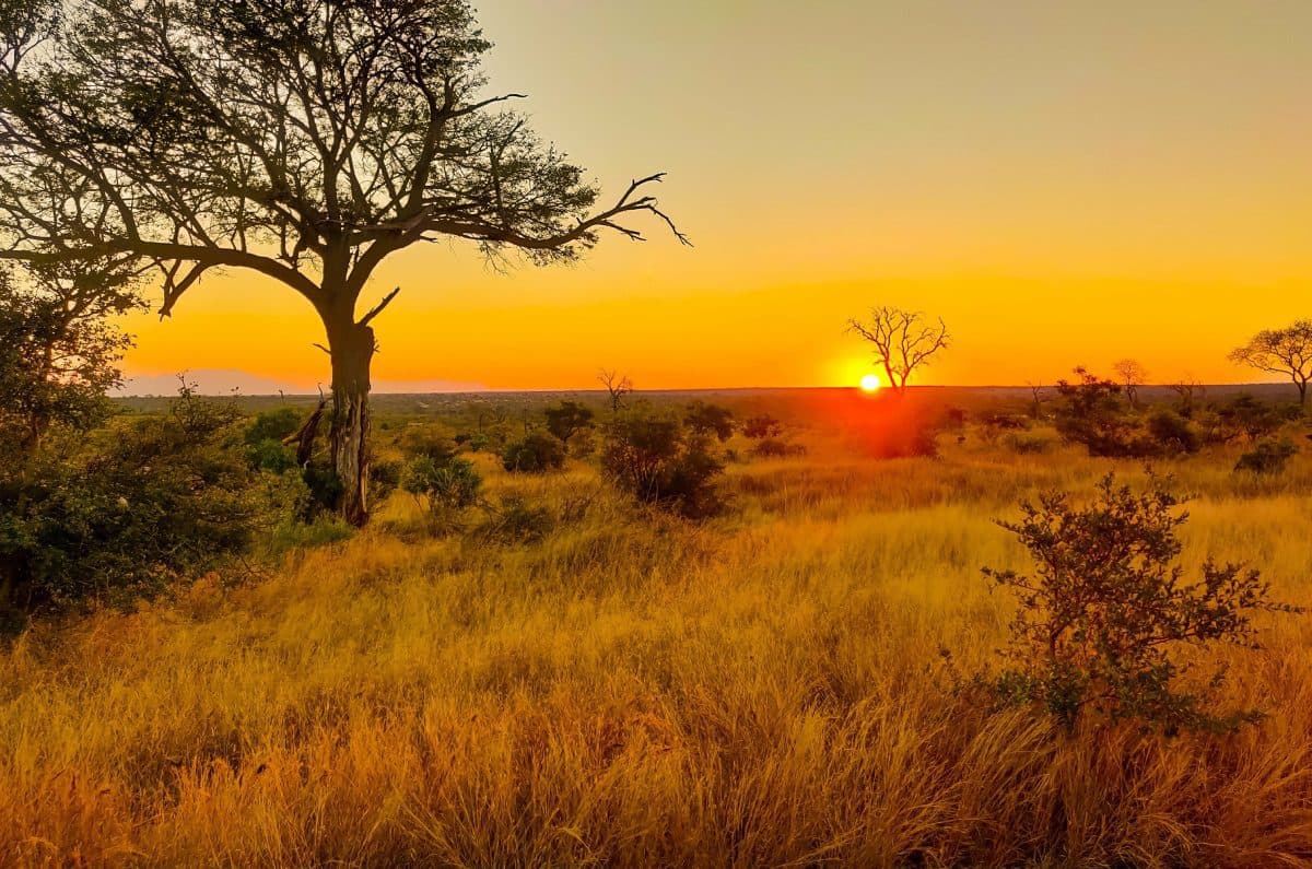 🦁🌿Navigating the connectivity landscape | How Last Mile SD-WAN Resembles the Diversity of the South African Bushveld 🇿🇦 🦓