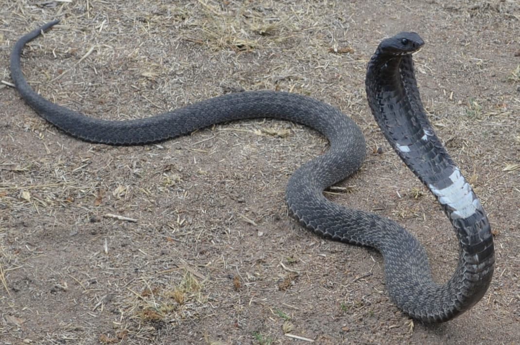 馃悕PPPoE Servers | Why MikroTik Falls Behind Cisco, Fortinet, & Accel-PPP 馃惁鈥嶁瑳