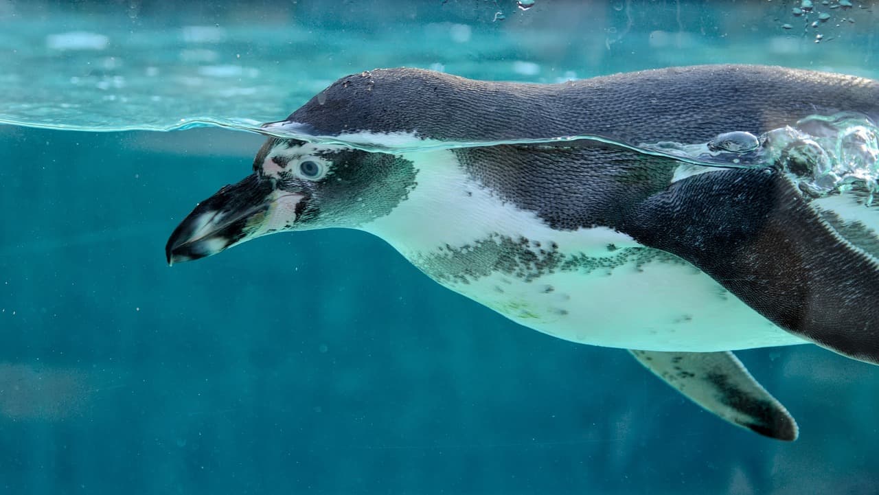 🐧Why Linux-Based Solutions Like Debian Outclass Proprietary Silicon Valley OSs in Networking, Firewalls, & Cybersecurity🦚